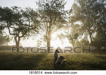 Spanish Water Dogs in idyllic rural field at sunrise View Large Photo Image Picture - Spanish Water Dogs in idyllic rural field at sunrise. Fotosearch