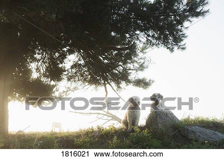 Stock Image - Spanish Water Dogs sitting under rural tree. Fotosearch
