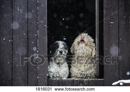 Stock Image - Spanish Water Dogs watching snow from barn doorway. Fotosearch