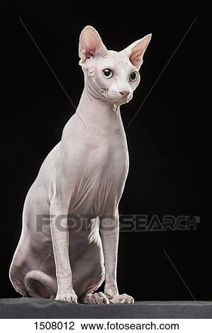 Stock Image - Sphynx hairless cat looking away while sitting against black background. Fotosearch
