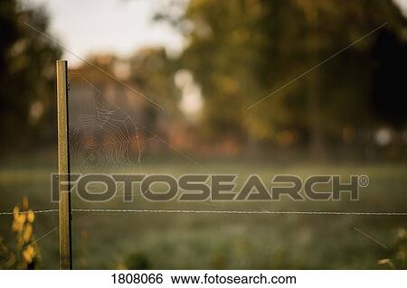 Spider web on rural fence View Large Photo Image Stock Photograph - Spider web on rural fence. Fotosearch