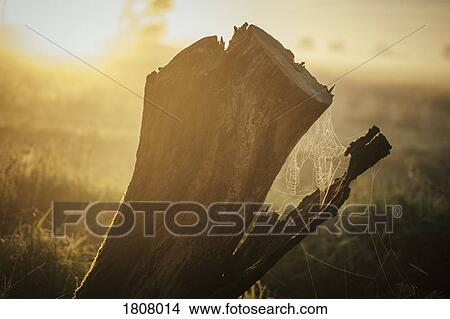 Picture - Spiderweb on tree stump in ethereal sunrise field. Fotosearch