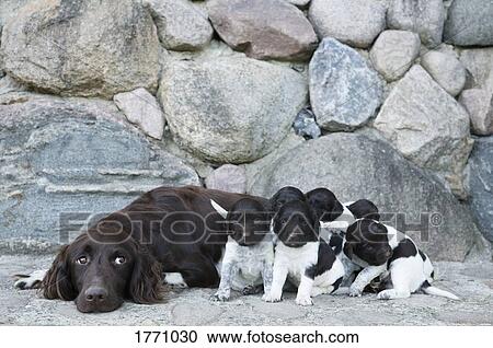 Springer Spaniel and puppies View Large Photo Image Stock Image - Springer Spaniel and puppies. Fotosearch