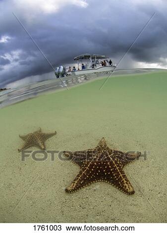 Starfish in shallow water on Starfish Beach, Grand Cayman, Cayman Islands View Large Photo Image Stock Image - Starfish in shallow water on Starfish Beach, Grand Cayman, Cayman Islands. Fotosearch