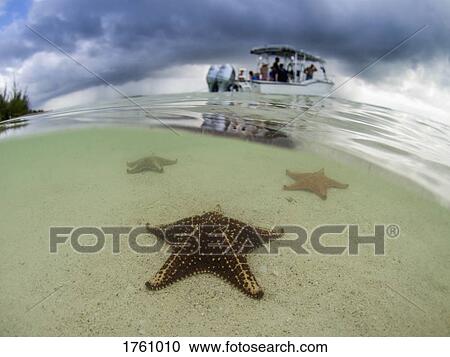 Starfish in shallow water on Starfish Beach, Grand Cayman, Cayman Islands View Large Photo Image Stock Image - Starfish in shallow water on Starfish Beach, Grand Cayman, Cayman Islands. Fotosearch