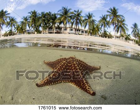 Starfish in shallow water on Starfish Beach, Grand Cayman, Cayman Islands View Large Photo Image Stock Photography - Starfish in shallow water on Starfish Beach, Grand Cayman, Cayman Islands. Fotosearch