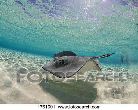 Stingray swimming underwater, Stingray City, Grand Cayman, Cayman Islands View Large Photo Image Stock Image - Stingray swimming underwater, Stingray City, Grand Cayman, Cayman Islands. Fotosearch