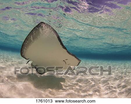 Stock Image - Stingray swimming underwater, Stingray City, Grand Cayman, Cayman Islands. Fotosearch