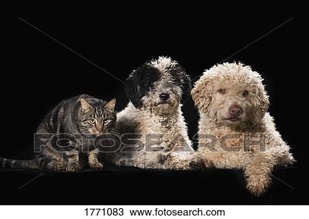 Studio shot cat and dogs on black background View Large Photo Image Stock Image - Studio shot cat and dogs on black background. Fotosearch