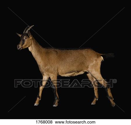 Studio shot chamois on black background View Large Photo Image Stock Photo - Studio shot chamois on black background. Fotosearch