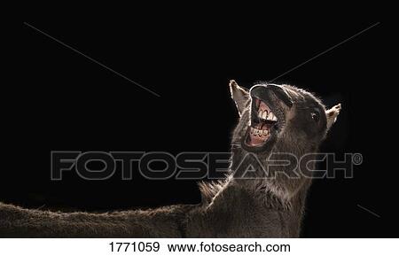 Stock Photo - Studio shot donkey showing teeth on black background. Fotosearch