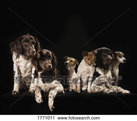Studio shot Springer Spaniel and Jack Russell Terrier dogs View Large Photo Image Stock Image - Studio shot Springer Spaniel and Jack Russell Terrier dogs. Fotosearch
