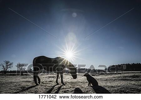 Sun shining behind horse and dog in winter field View Large Photo Image Stock Image - Sun shining behind horse and dog in winter field. Fotosearch