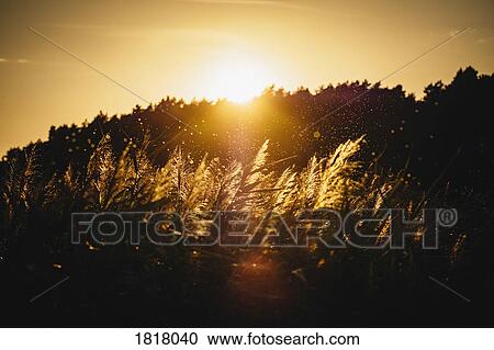 Stock Image - Sunset over silhouetted trees and plants. Fotosearch