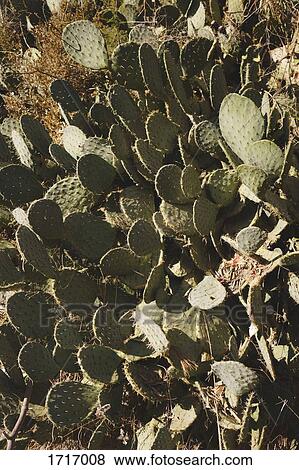 Stock Photo - Tilt shot of prickly pear cactus plants, Elbsandstein Mountains, Germany. Fotosearch