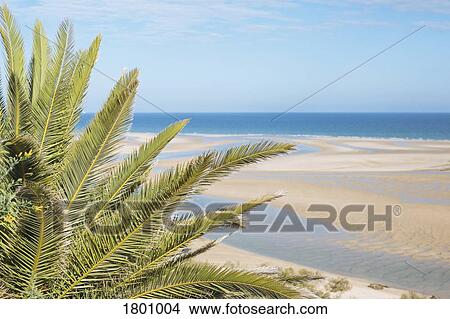 Tranquil, idyllic scene tropical palm tree and sunny ocean beach, Cacela Velha, Algarve, Portugal View Large Photo Image Picture - Tranquil, idyllic scene tropical palm tree and sunny ocean beach, Cacela Velha, Algarve, Portugal. Fotosearch