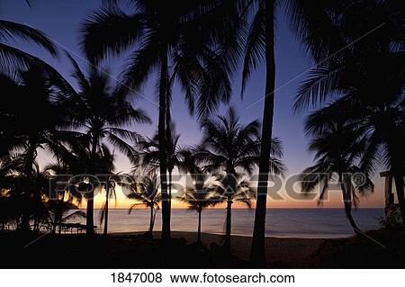 Tranquil, idyllic tropical ocean beach with palm trees at sunset, Sayulita, Nayarit, Mexico View Large Photo Image Stock Photo - Tranquil, idyllic tropical ocean beach with palm trees at sunset, Sayulita, Nayarit, Mexico. Fotosearch