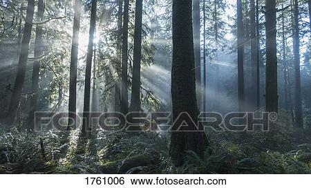 Tranquil sunbeams illuminated forest trees View Large Photo Image Stock Photograph - Tranquil sunbeams illuminated forest trees. Fotosearch