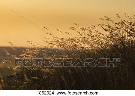 Tranquil tall grass at sunset, Kakadu National Park, Australia View Large Photo Image Picture - Tranquil tall grass at sunset, Kakadu National Park, Australia. Fotosearch