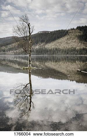 Picture - Tree and cloud reflection in tranquil, idyllic lake, Are, Jaemtland, Sweden. Fotosearch
