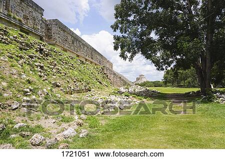 Stock Image - Tree growing in field by old ruins of Governor's Palace, Uxmal, Yucatan, Mexico. Fotosearch