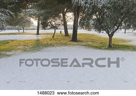 Stock Image - Trees in snow covered field in park. Fotosearch