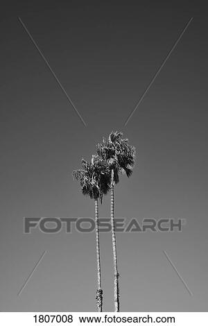 Stock Photo - Two palm trees against sky, Los Angeles, California, USA. Fotosearch