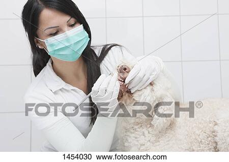 Veterinarian cleaning dog's teeth in animal hospital View Large Photo Image Stock Image - Veterinarian cleaning dog's teeth in animal hospital. Fotosearch