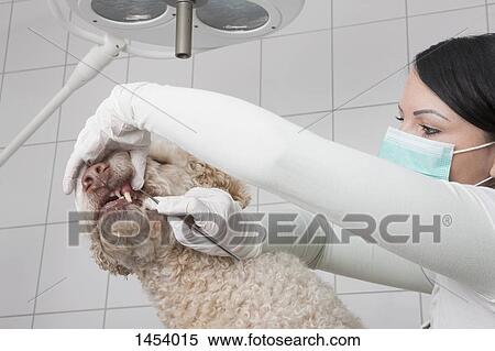 Veterinarian cleaning dog's teeth in clinic View Large Photo Image Stock Photography - Veterinarian cleaning dog's teeth in clinic. Fotosearch