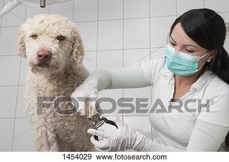Veterinarian cutting dog's nails in clinic View Large Photo Image Stock Photo - Veterinarian cutting dog's nails in clinic. Fotosearch