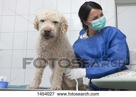 Veterinarian doing an ultrasound scan on dog in clinic View Large Photo Image Stock Photo - Veterinarian doing an ultrasound scan on dog in clinic. Fotosearch
