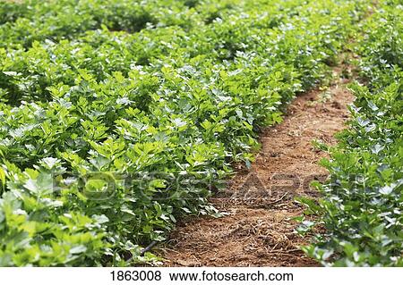 Stock Photo - Vibrant green organic celery plants growing in vegetable garden. Fotosearch