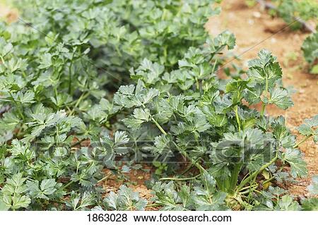 Vibrant green organic celery plants growing in vegetable garden View Large Photo Image Stock Photo - Vibrant green organic celery plants growing in vegetable garden. Fotosearch