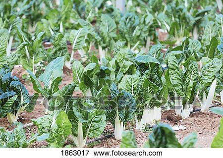 Stock Photo - Vibrant green organic chard growing in vegetable garden. Fotosearch