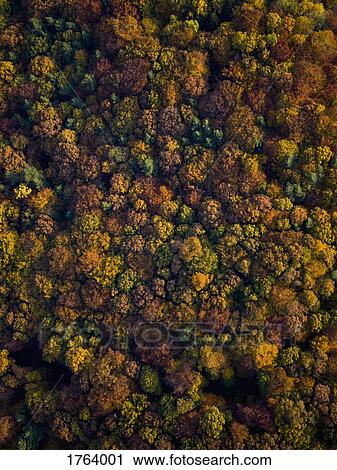 View from above autumn treetops View Large Photo Image Stock Image - View from above autumn treetops. Fotosearch