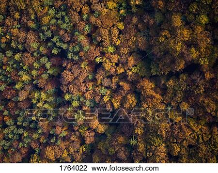 View from above autumn treetops View Large Photo Image Stock Image - View from above autumn treetops. Fotosearch