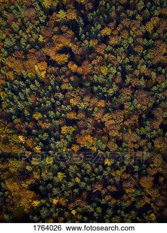 View from above autumn treetops View Large Photo Image Stock Photograph - View from above autumn treetops. Fotosearch