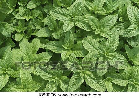 Stock Photograph - View from above fresh, vibrant green mint growing. Fotosearch