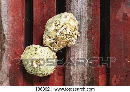 View from above organic celery root on red wooden slats View Large Photo Image Stock Image - View from above organic celery root on red wooden slats. Fotosearch
