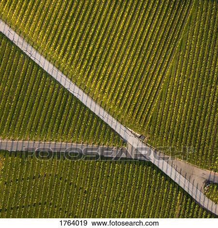 View from above textured green farmland crops View Large Photo Image Stock Photo - View from above textured green farmland crops. Fotosearch
