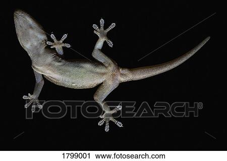View from below gecko on black background View Large Photo Image Stock Image - View from below gecko on black background. Fotosearch