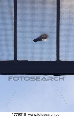 View from below of a bird on a glass ceiling View Large Photo Image Stock Photography - View from below of a bird on a glass ceiling. Fotosearch