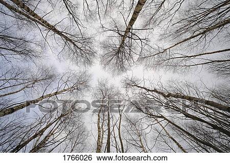View from below of towering birch trees reaching for the sky View Large Photo Image Stock Photograph - View from below of towering birch trees reaching for the sky. Fotosearch