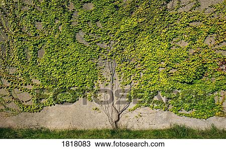 Wall with overgrown ivy View Large Photo Image Stock Image - Wall with overgrown ivy. Fotosearch