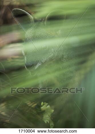 Wallaby seen through plant, Bermagui, New South Wales, Australia View Large Photo Image Picture - Wallaby seen through plant, Bermagui, New South Wales, Australia. Fotosearch