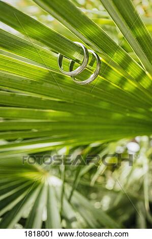 Wedding rings on green fern leaf View Large Photo Image Stock Image - Wedding rings on green fern leaf. Fotosearch