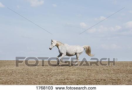 White horse running in sunny rural field View Large Photo Image Stock Image - White horse running in sunny rural field. Fotosearch