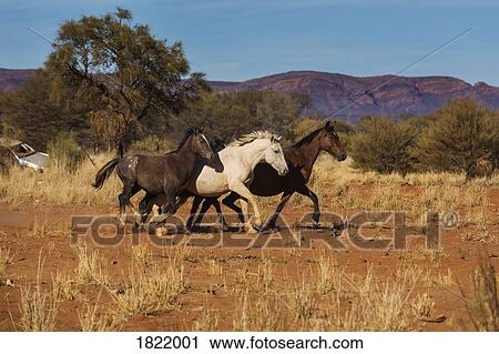 Wild horses running in sunny desert, Haasts Bluff, Northern Territory, Australia View Large Photo Image Stock Image - Wild horses running in sunny desert, Haasts Bluff, Northern Territory, Australia. Fotosearch
