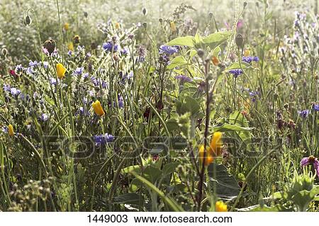 Wildflowers growing in field View Large Photo Image Stock Image - Wildflowers growing in field. Fotosearch
