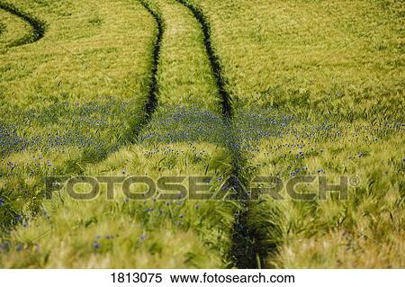 Wildflowers growing in idyllic green wheat field View Large Photo Image Stock Photography - Wildflowers growing in idyllic green wheat field. Fotosearch